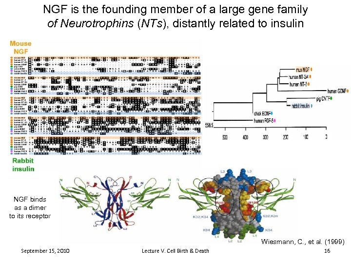 NGF is the founding member of a large gene family of Neurotrophins (NTs), distantly