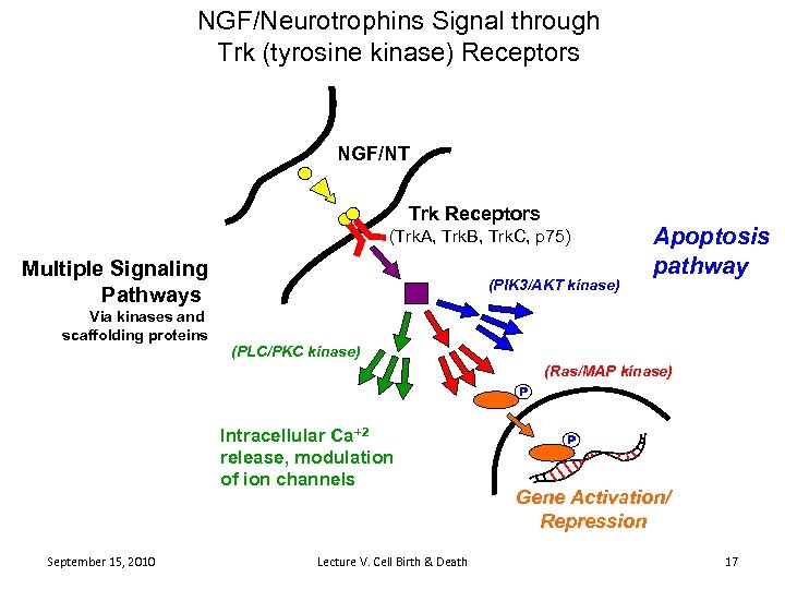NGF/Neurotrophins Signal through Trk (tyrosine kinase) Receptors NGF/NT Trk Receptors (Trk. A, Trk. B,