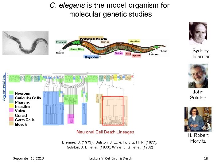 C. elegans is the model organism for molecular genetic studies Bodywall Muscle developmental time