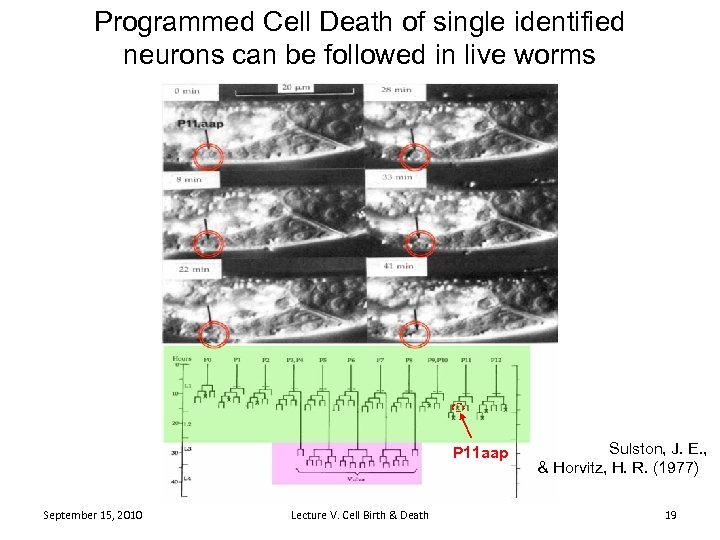Programmed Cell Death of single identified neurons can be followed in live worms P