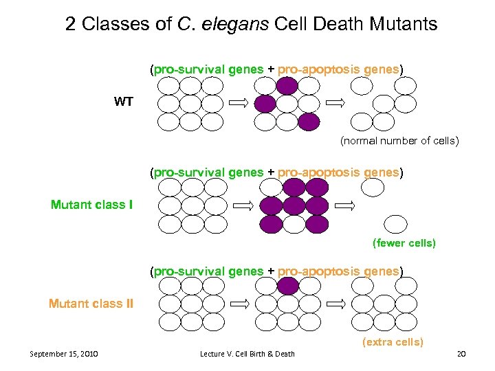 2 Classes of C. elegans Cell Death Mutants (pro-survival genes + pro-apoptosis genes) WT