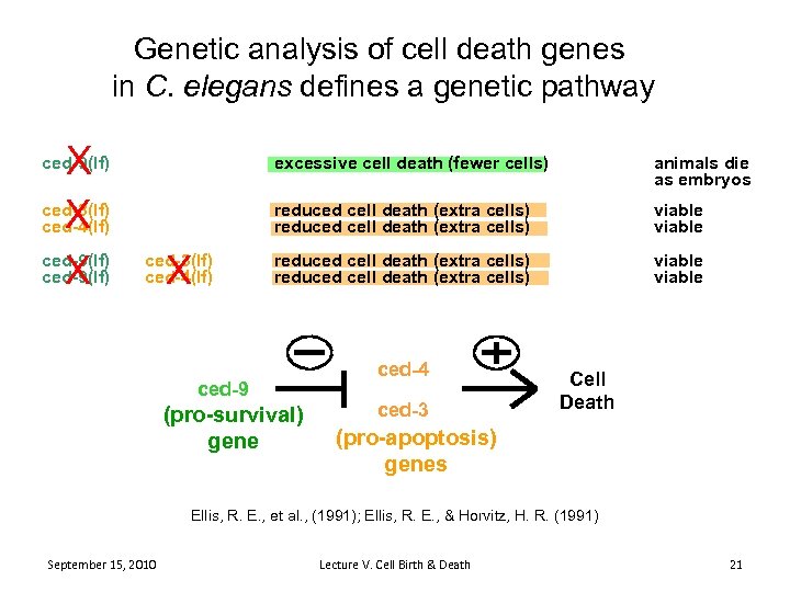 Genetic analysis of cell death genes in C. elegans defines a genetic pathway X