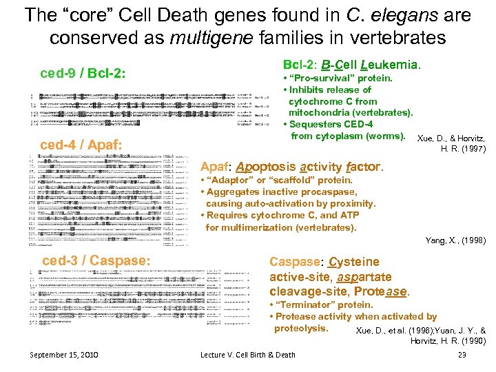 The “core” Cell Death genes found in C. elegans are conserved as multigene families