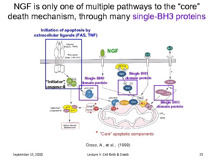 NGF is only one of multiple pathways to the “core” death mechanism, through many
