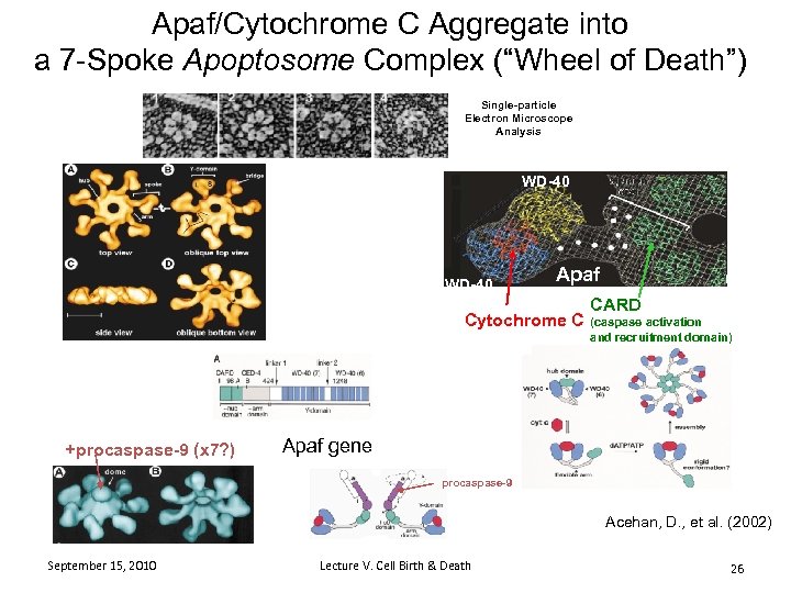 Apaf/Cytochrome C Aggregate into a 7 -Spoke Apoptosome Complex (“Wheel of Death”) Single-particle Electron