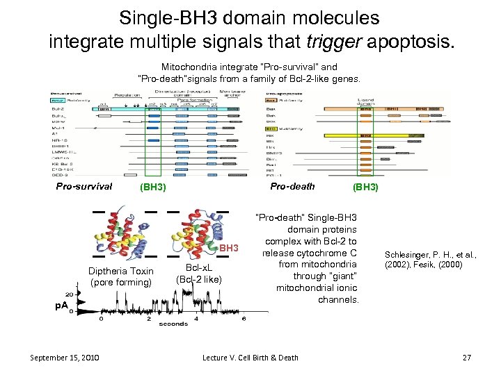 Single-BH 3 domain molecules integrate multiple signals that trigger apoptosis. Mitochondria integrate “Pro-survival” and