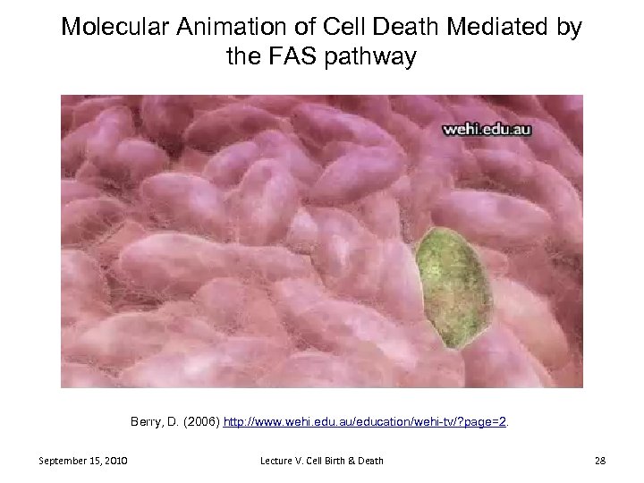Molecular Animation of Cell Death Mediated by the FAS pathway Berry, D. (2006) http: