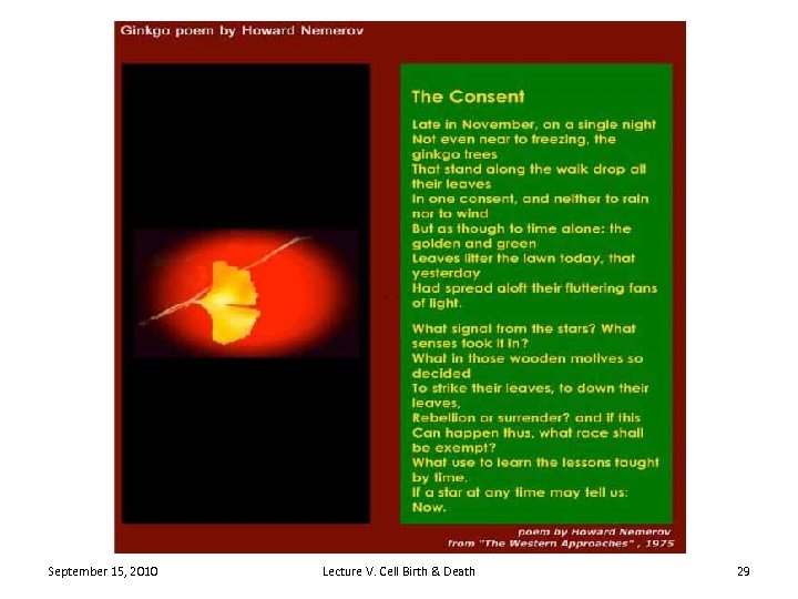 September 15, 2010 Lecture V. Cell Birth & Death 29 
