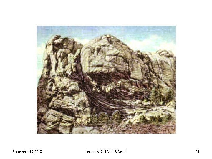 September 15, 2010 Lecture V. Cell Birth & Death 31 