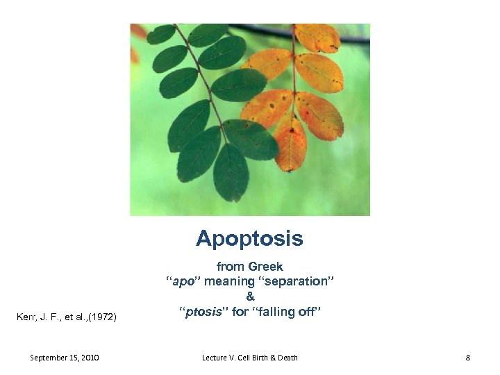Apoptosis Kerr, J. F. , et al. , (1972) September 15, 2010 from Greek