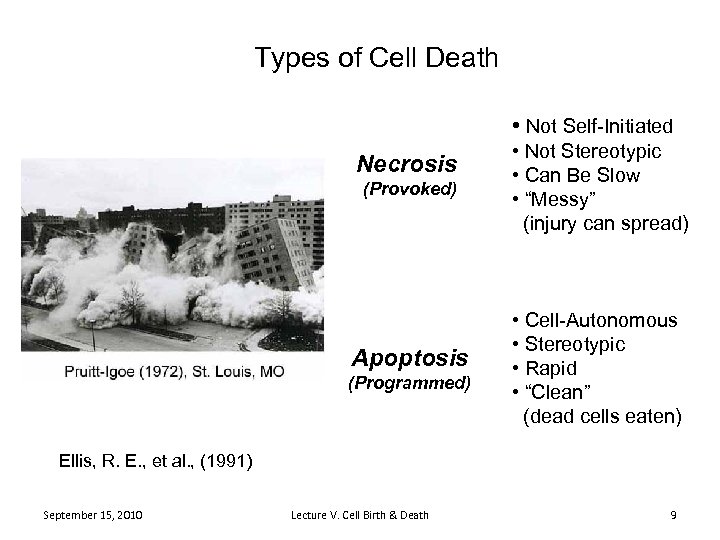 Types of Cell Death • Not Self-Initiated Necrosis (Provoked) Apoptosis (Programmed) • Not Stereotypic