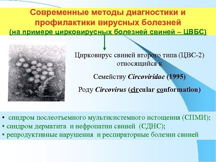 Современные методы диагностики и профилактики вирусных болезней (на примере цирковирусных болезней свиней – ЦВБС)