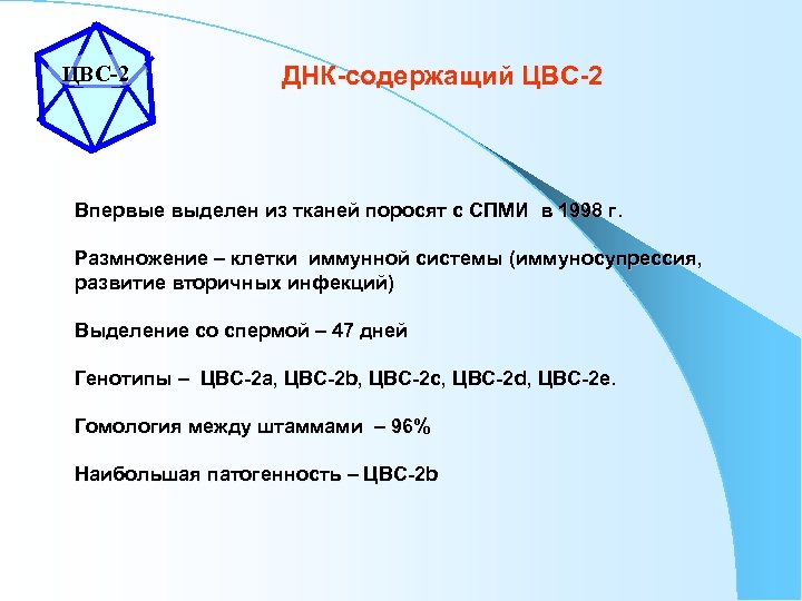 ЦВС-2 ДНК-содержащий ЦВС-2 Впервые выделен из тканей поросят с СПМИ в 1998 г. и