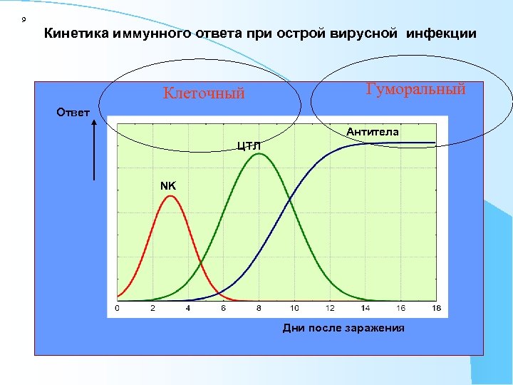 9 Кинетика иммунного ответа при острой вирусной инфекции Клеточный Гуморальный Ответ Антитела ЦТЛ NK