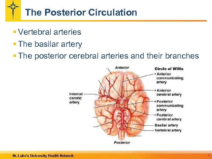 The Posterior Circulation § Vertebral arteries § The basilar artery § The posterior cerebral