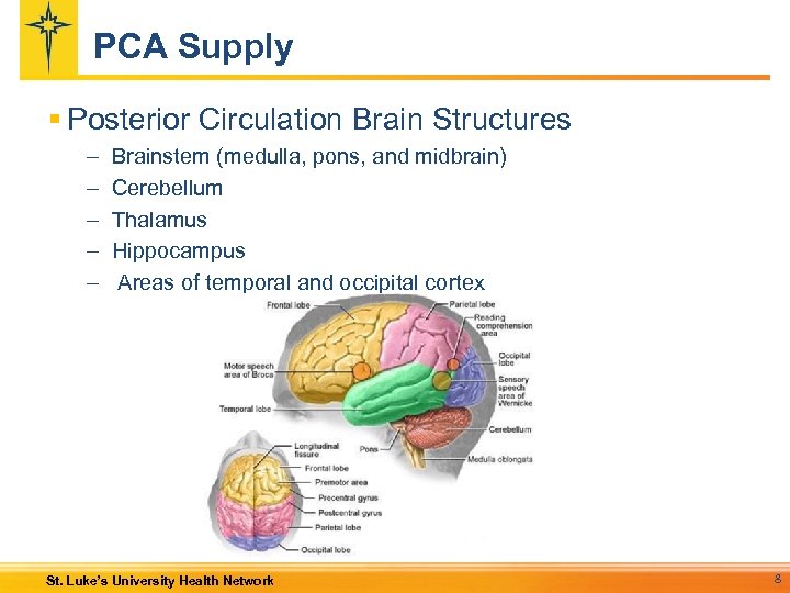 PCA Supply § Posterior Circulation Brain Structures – – – Brainstem (medulla, pons, and