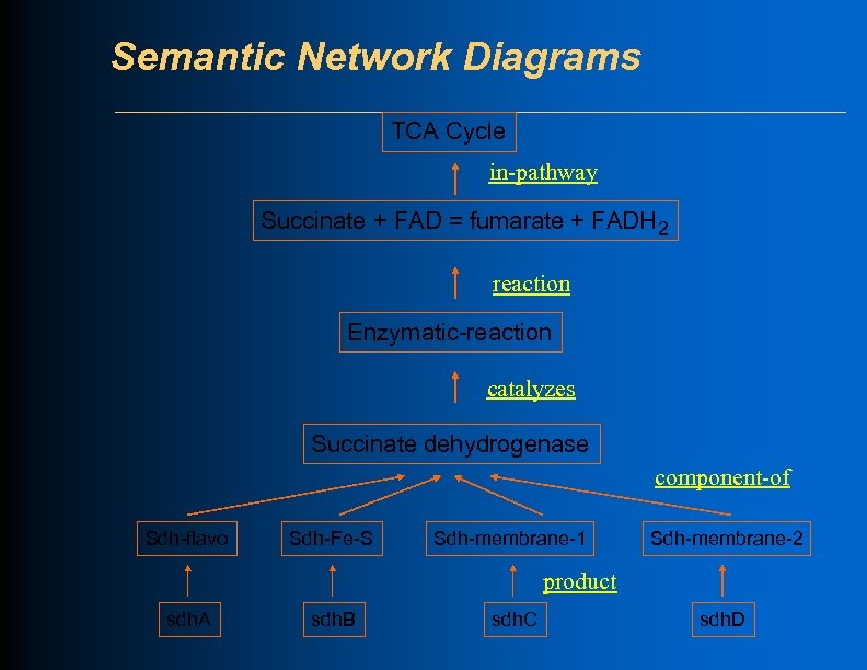 Semantic Network Diagrams TCA Cycle in-pathway Succinate + FAD = fumarate + FADH 2