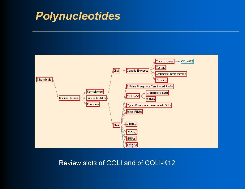 Polynucleotides Review slots of COLI and of COLI-K 12 