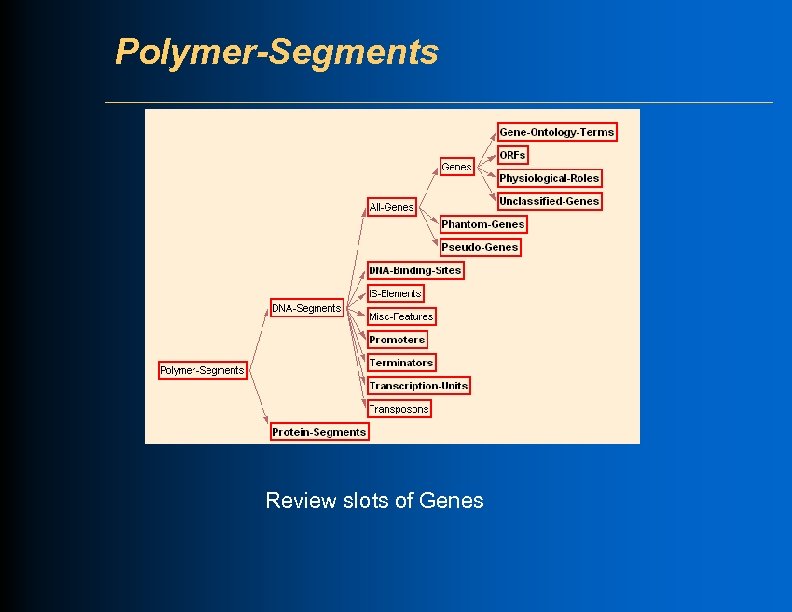 Polymer-Segments Review slots of Genes 