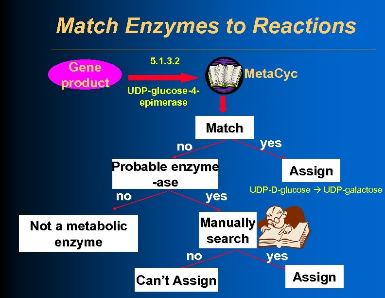 Match Enzymes to Reactions Gene product 5. 1. 3. 2 Meta. Cyc UDP-glucose-4 epimerase