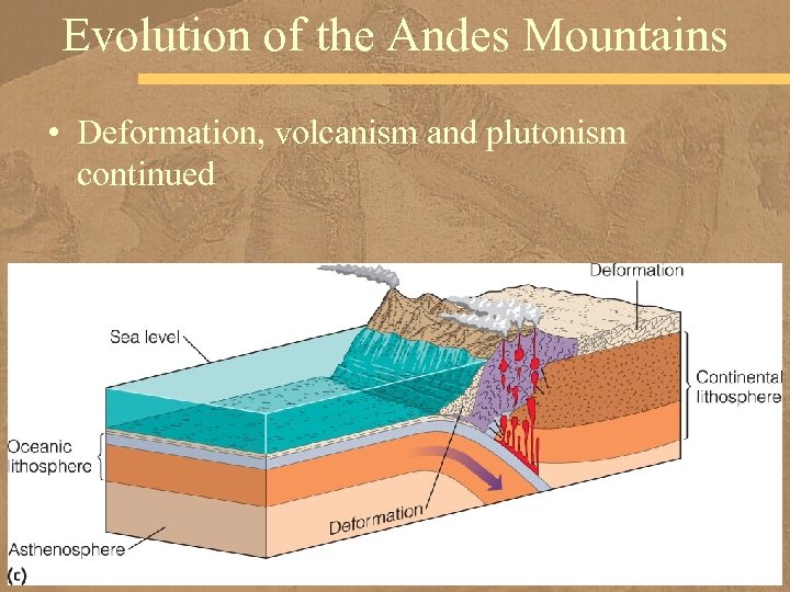 Evolution of the Andes Mountains • Deformation, volcanism and plutonism continued 