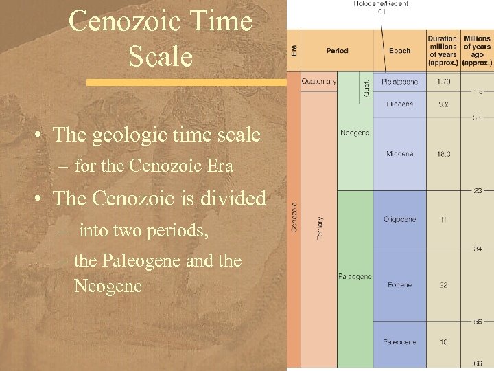 Cenozoic Time Scale • The geologic time scale – for the Cenozoic Era •