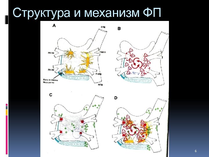 Структура и механизм ФП 6 