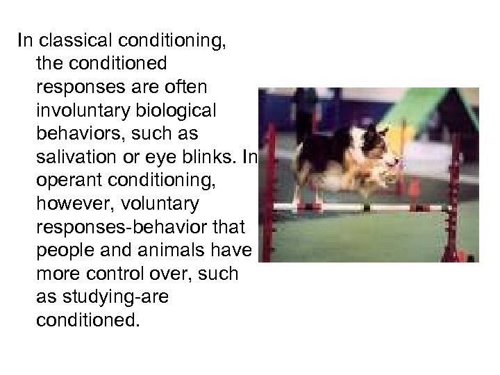 In classical conditioning, the conditioned responses are often involuntary biological behaviors, such as salivation