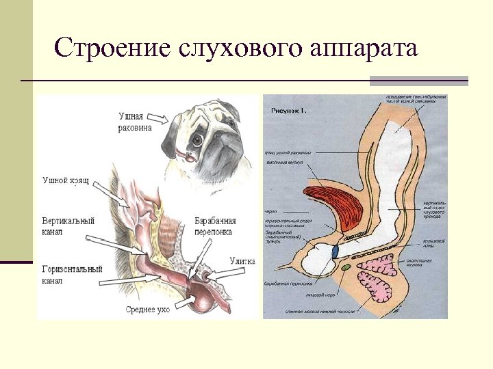 Строение слухового аппарата 