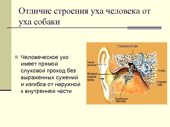 Отличие строения уха человека от уха собаки n Человеческое ухо имеет прямой слуховой проход