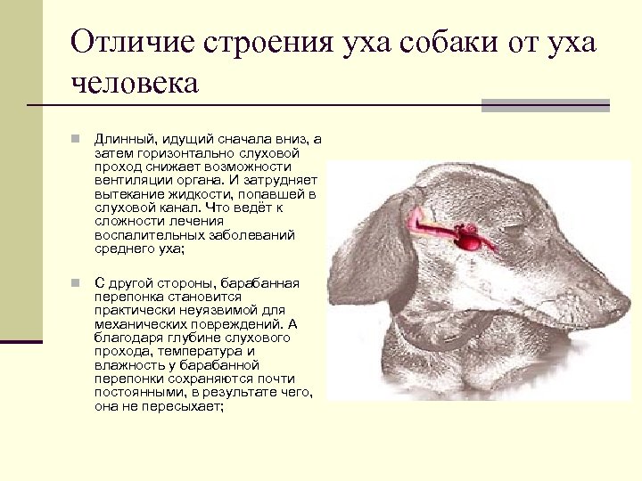 Отличие строения уха собаки от уха человека n Длинный, идущий сначала вниз, а затем