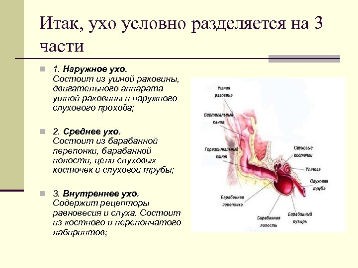 Итак, ухо условно разделяется на 3 части n 1. Наружное ухо. Состоит из ушной