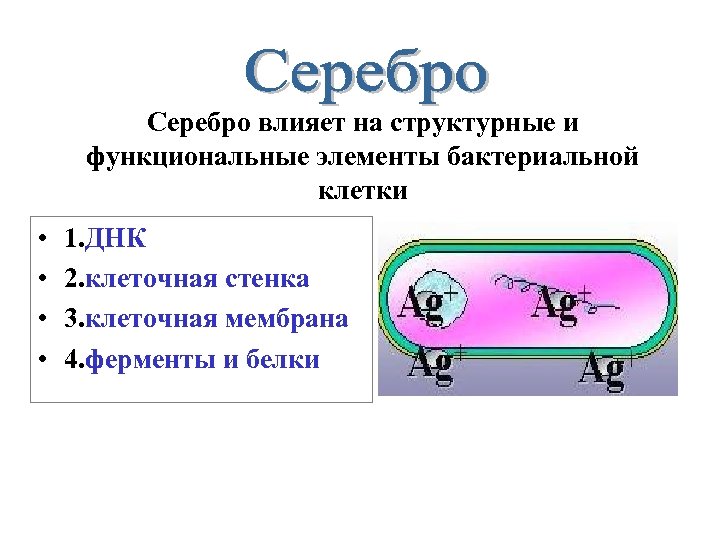 Серебро влияет на структурные и функциональные элементы бактериальной клетки • • 1. ДНК 2.