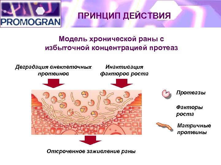 ПРИНЦИП ДЕЙСТВИЯ Модель хронической раны с избыточной концентрацией протеаз Деградация внеклеточных протеинов Инактивация факторов