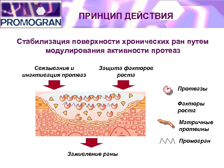 ПРИНЦИП ДЕЙСТВИЯ Стабилизация поверхности хронических ран путем модулирования активности протеаз Связывание и инактивация протеаз