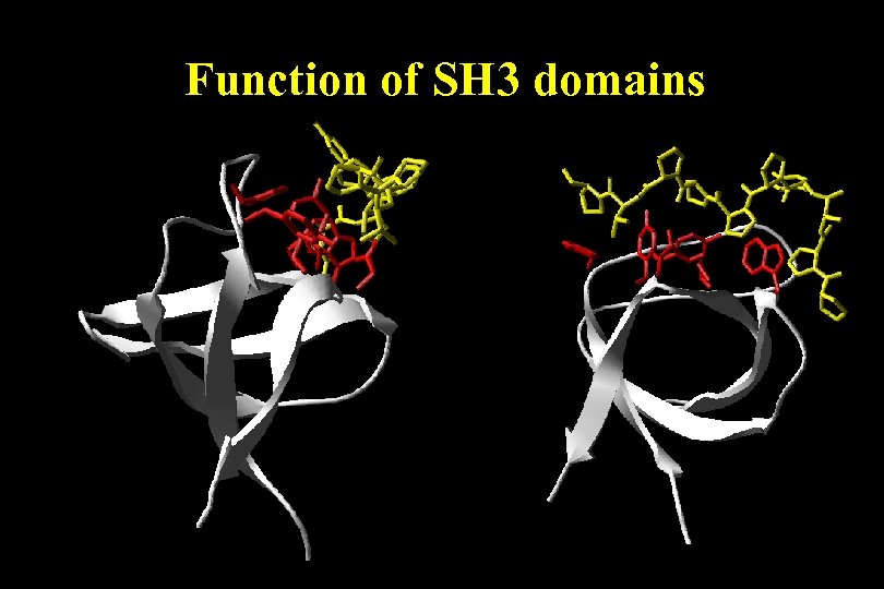 Function of SH 3 domains 