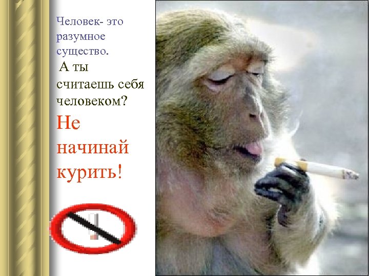 Человек- это разумное существо. А ты считаешь себя человеком? Не начинай курить! 