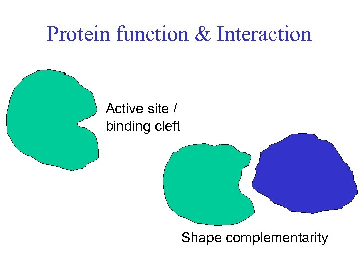 Protein function & Interaction Active site / binding cleft Shape complementarity 