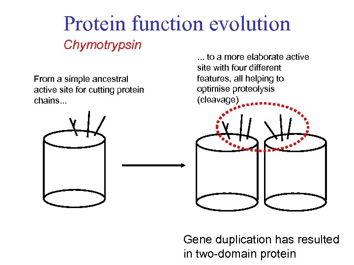 Protein function evolution Chymotrypsin From a simple ancestral active site for cutting protein chains.