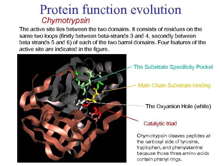 Protein function evolution Chymotrypsin The active site lies between the two domains. It consists