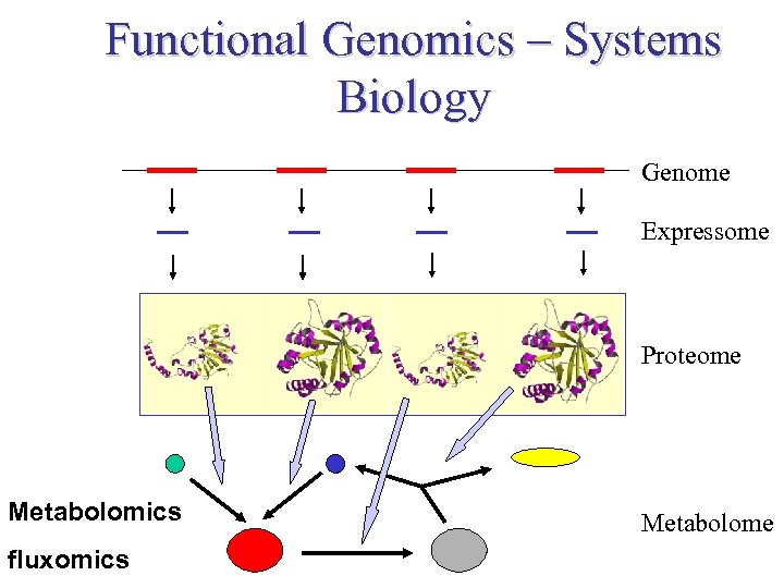 Functional Genomics – Systems Biology Genome Expressome Proteome TERTIARY STRUCTURE (fold) Metabolomics fluxomics TERTIARY