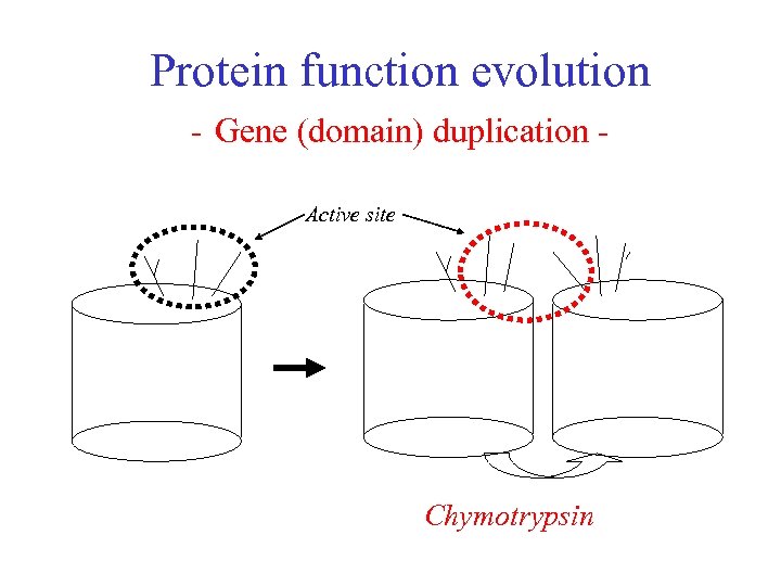 Protein function evolution - Gene (domain) duplication Active site Chymotrypsin 