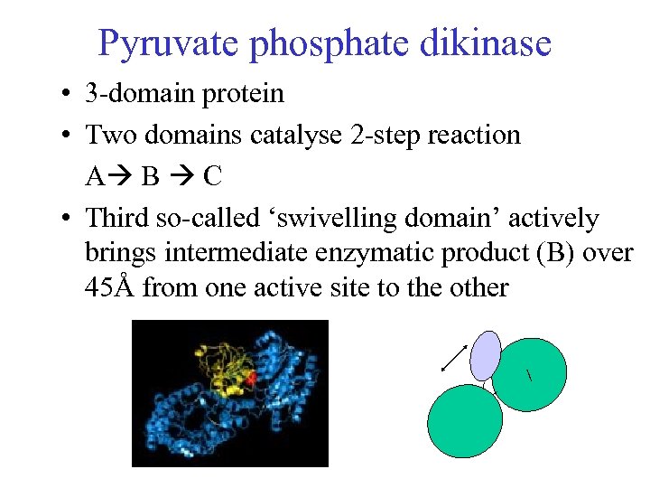 Pyruvate phosphate dikinase • 3 -domain protein • Two domains catalyse 2 -step reaction