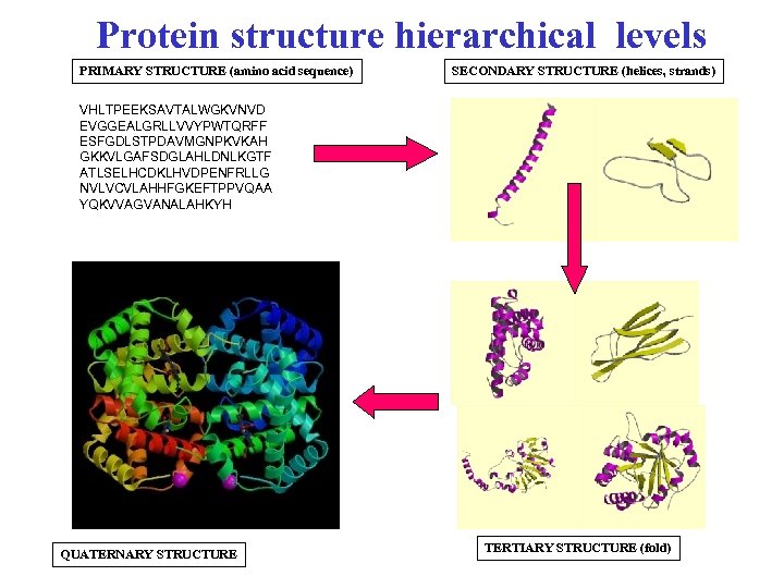 Protein structure hierarchical levels PRIMARY STRUCTURE (amino acid sequence) SECONDARY STRUCTURE (helices, strands) VHLTPEEKSAVTALWGKVNVD