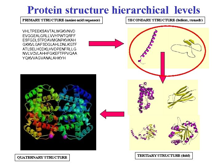 Protein structure hierarchical levels PRIMARY STRUCTURE (amino acid sequence) SECONDARY STRUCTURE (helices, strands) VHLTPEEKSAVTALWGKVNVD