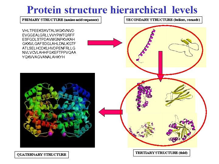 Protein structure hierarchical levels PRIMARY STRUCTURE (amino acid sequence) SECONDARY STRUCTURE (helices, strands) VHLTPEEKSAVTALWGKVNVD