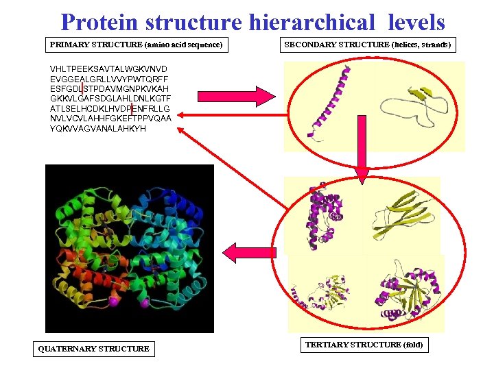 Protein structure hierarchical levels PRIMARY STRUCTURE (amino acid sequence) SECONDARY STRUCTURE (helices, strands) VHLTPEEKSAVTALWGKVNVD