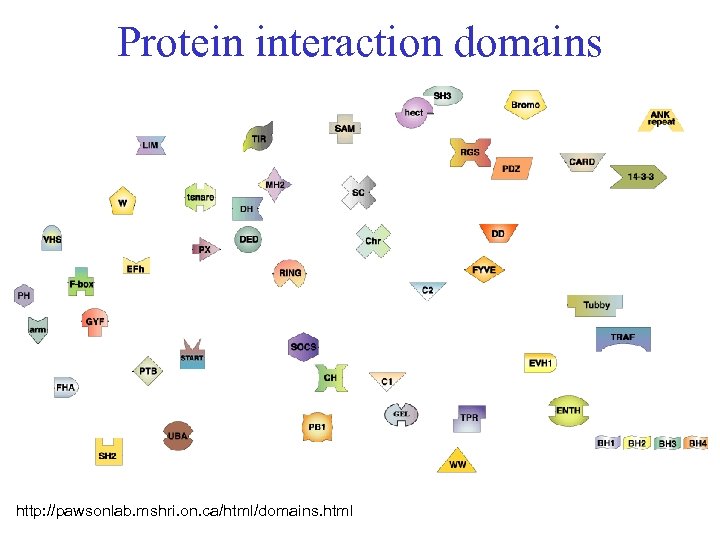 Protein interaction domains http: //pawsonlab. mshri. on. ca/html/domains. html 