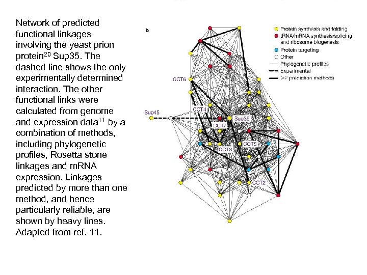 Network of predicted functional linkages involving the yeast prion protein 20 Sup 35. The