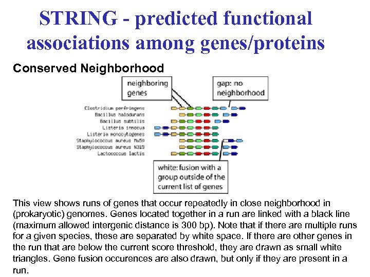 STRING - predicted functional associations among genes/proteins Conserved Neighborhood This view shows runs of